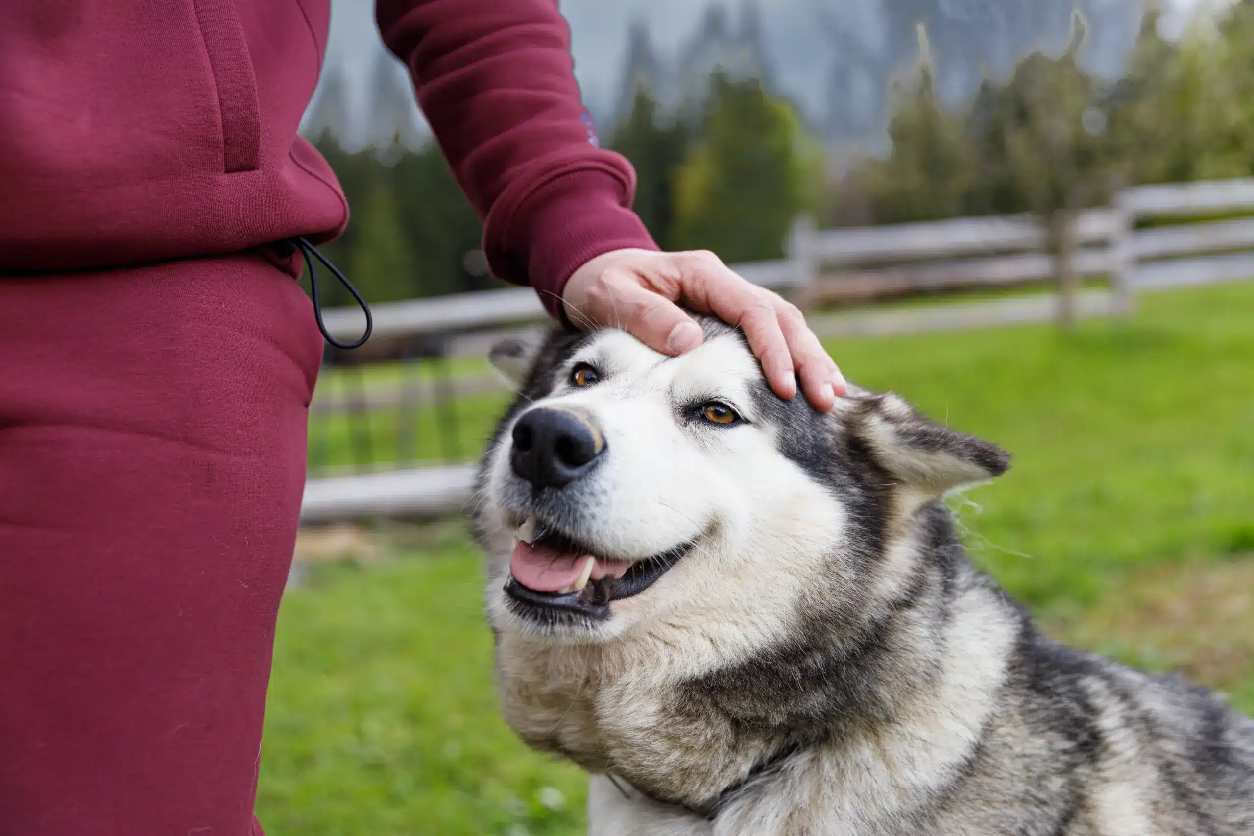 Support animals in healing providing comfort during addiction recovery